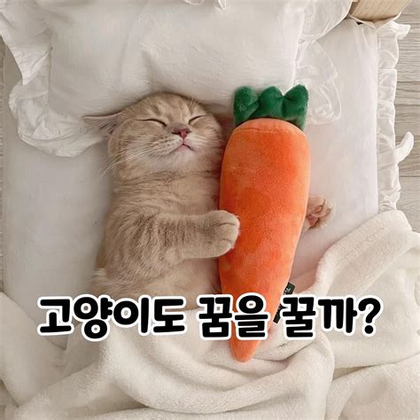 kitty (@yokitty.